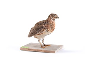 Image description is not available for 2007.1.3